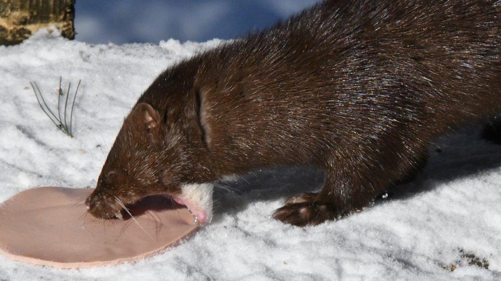 Mink streak