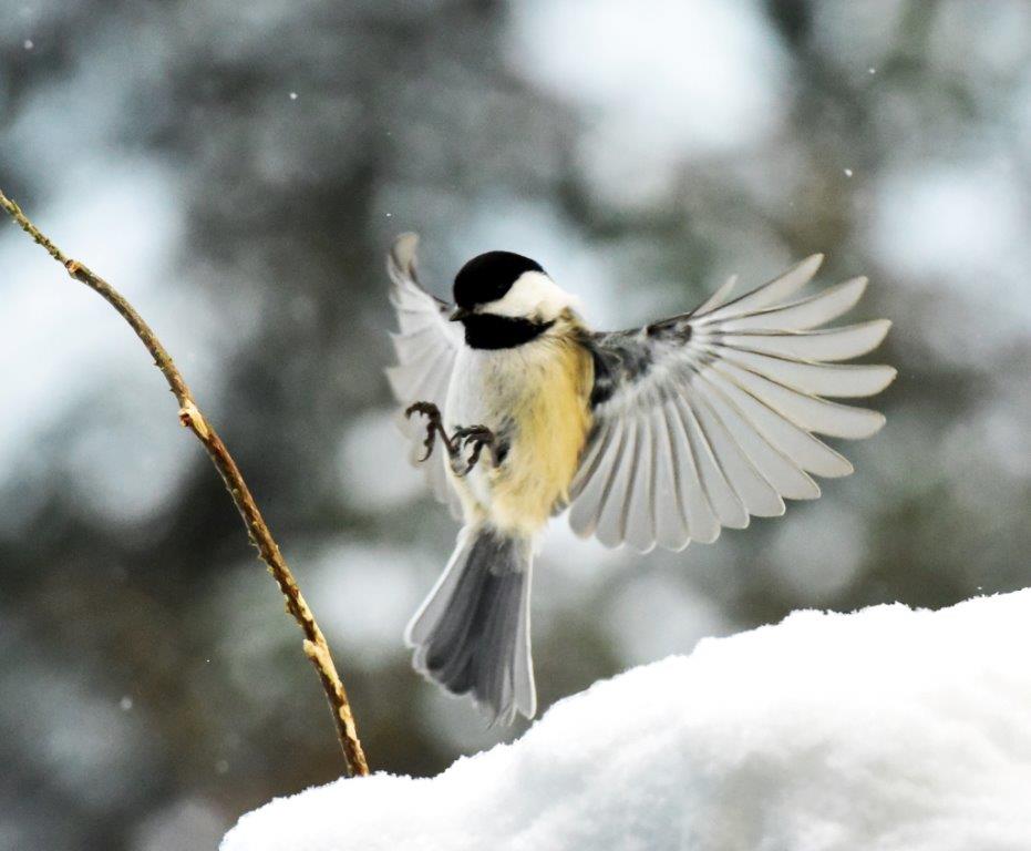 Chickadee