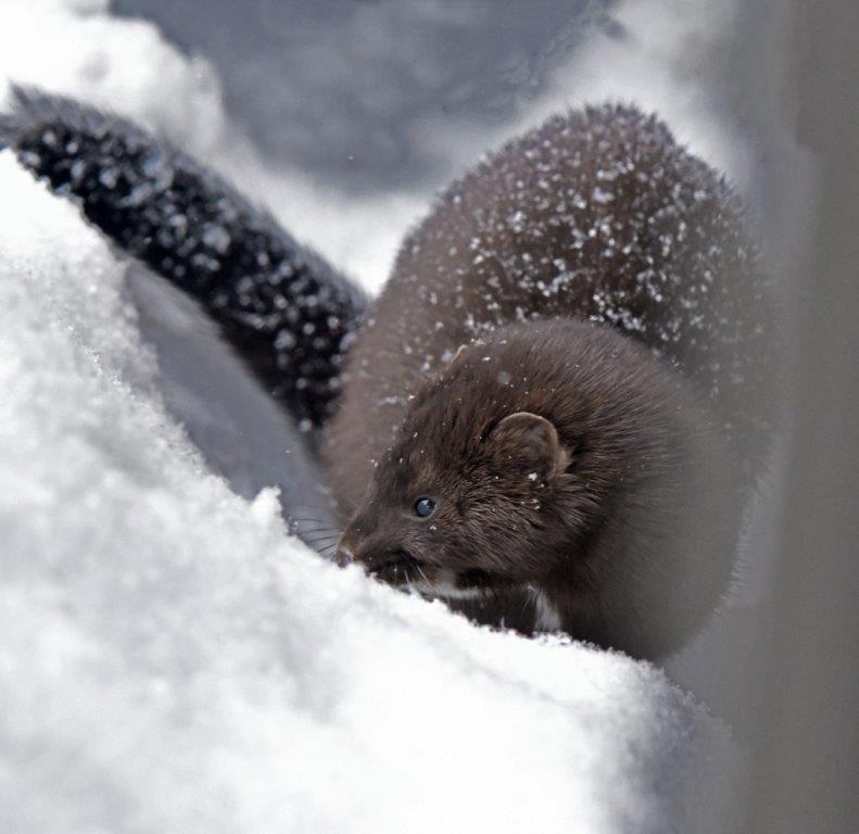 Mink Streak in new snow