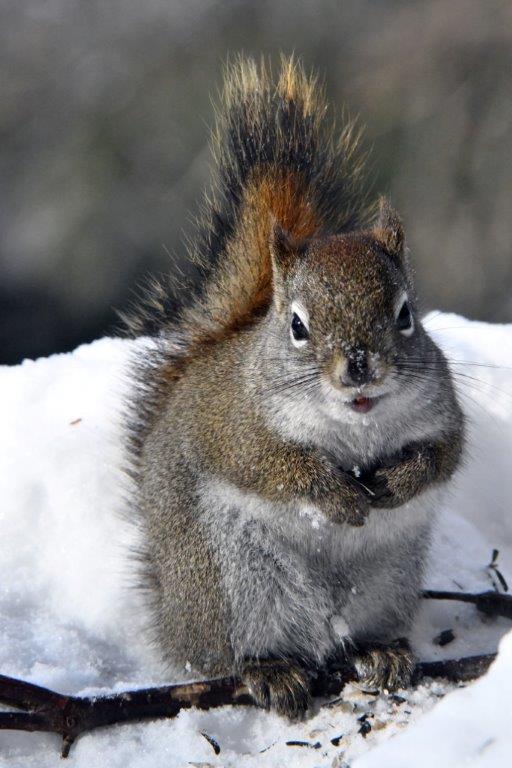 Red squirrel