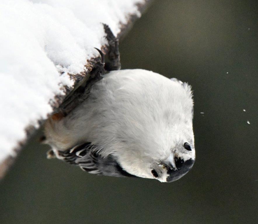 White-breasted nuthatch