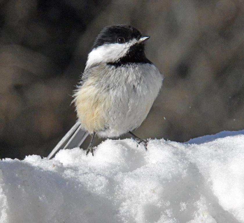 Chickadee