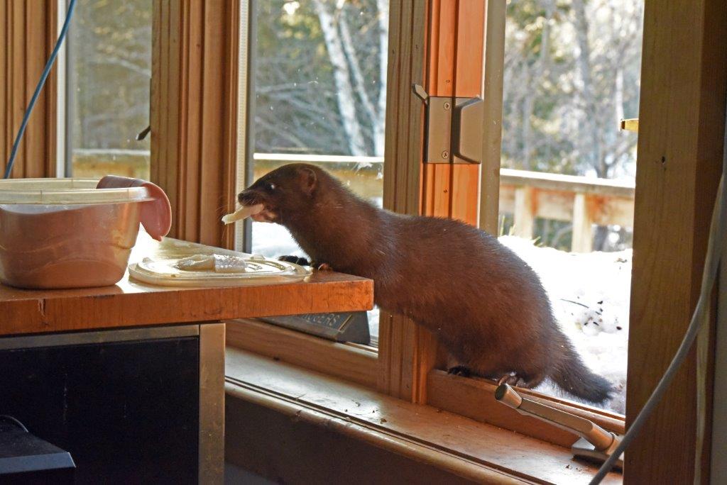 Mink Stripe with Flounder