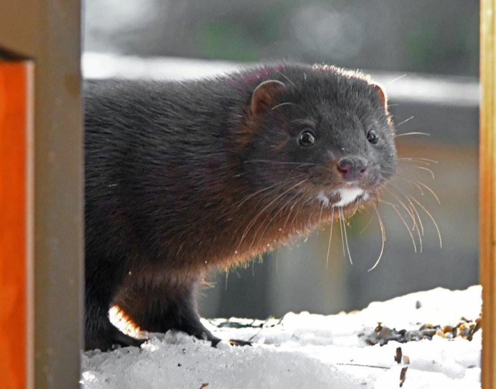 Mink stripe in window