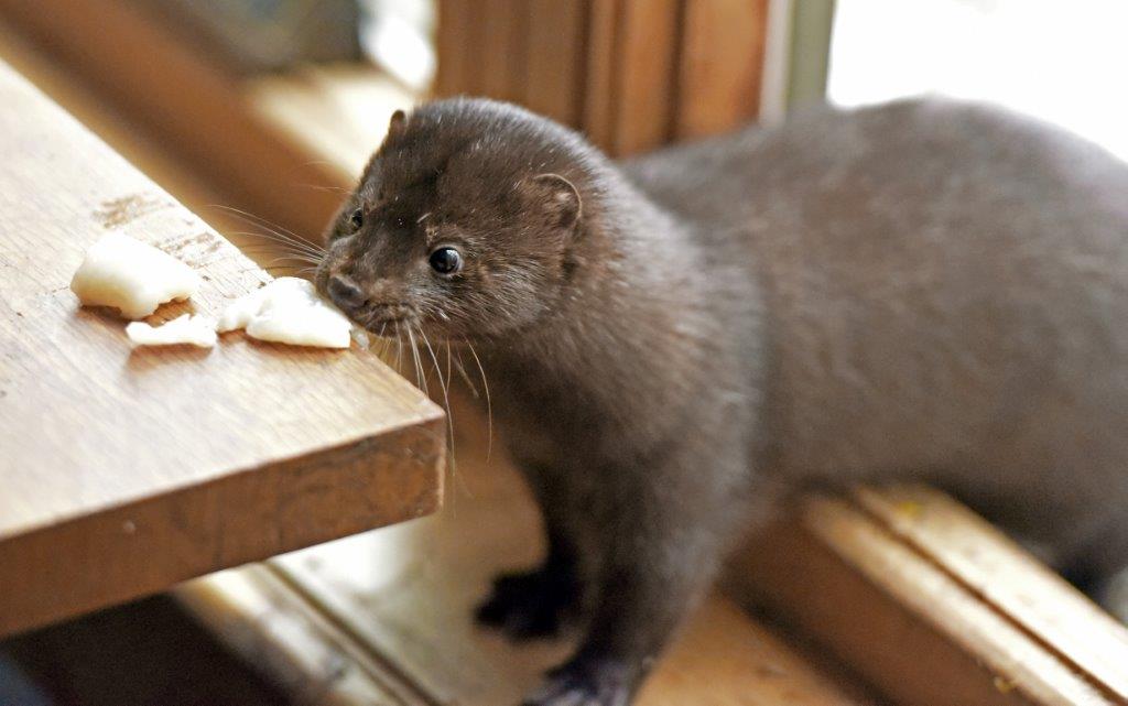 Mink Stripe with Flounder