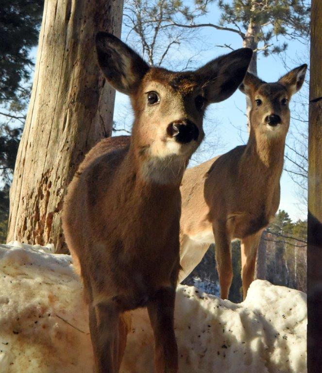 Deer looking for food