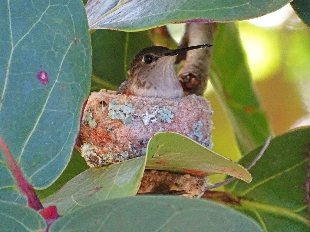 Bahama Woodstar Hummer <br> photo by M.Aldrich
