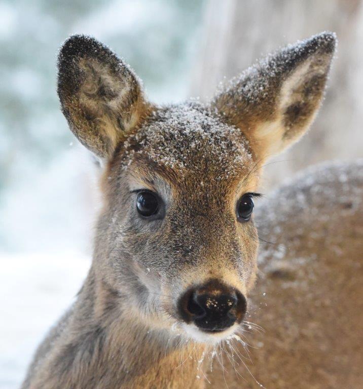 Deer with snow