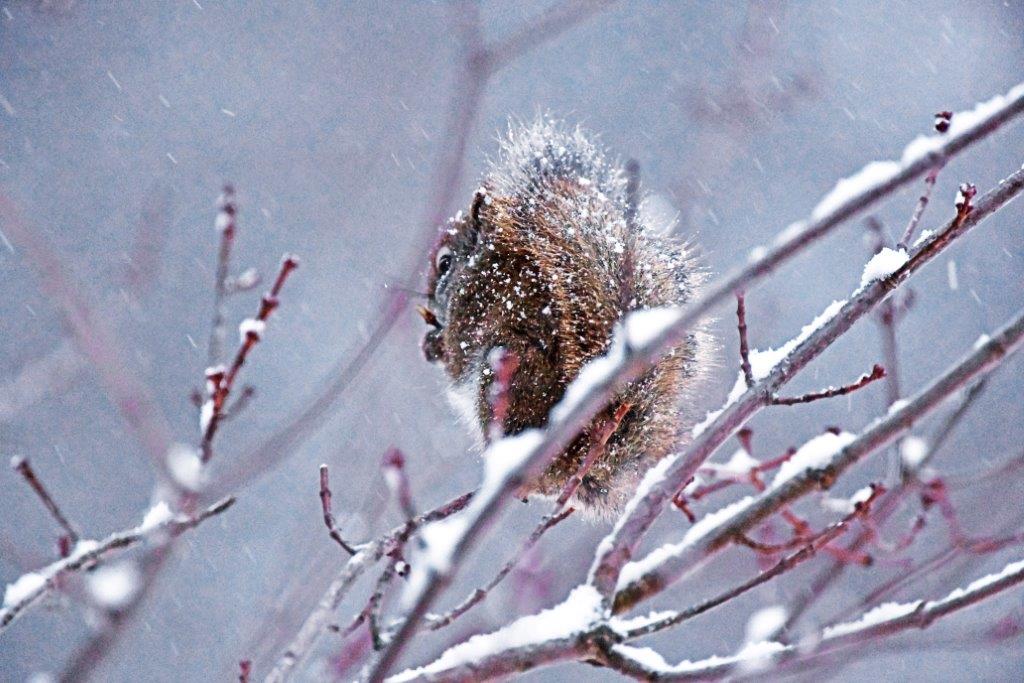 Red Squirrel eating Red Maple buds