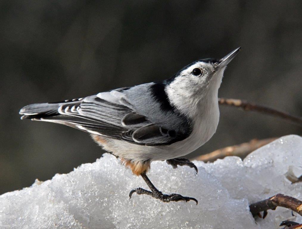 White-breasted nuthatch