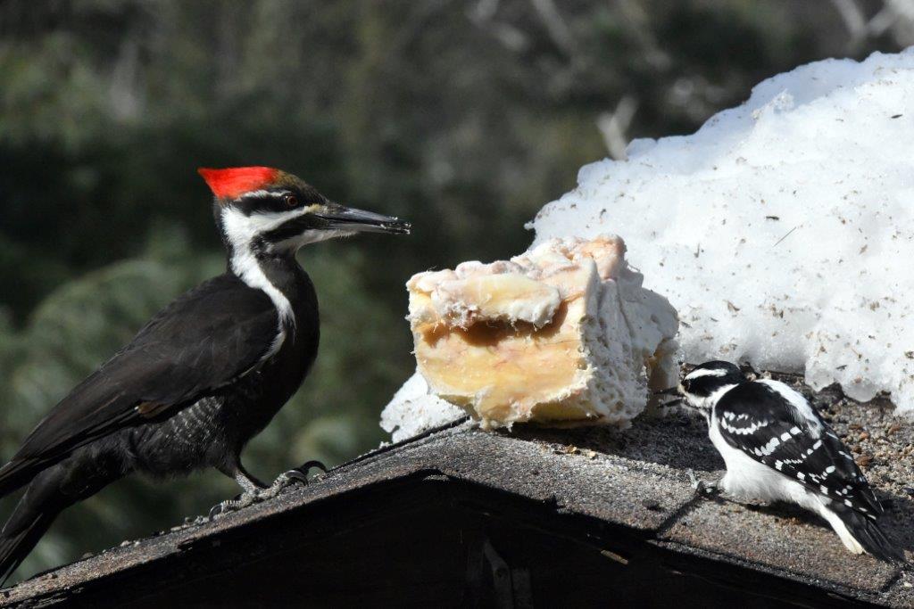 Pileated and Hairy Females