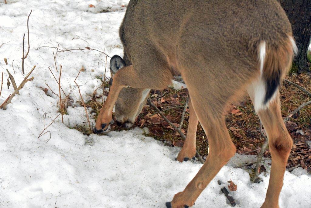 Lame buck