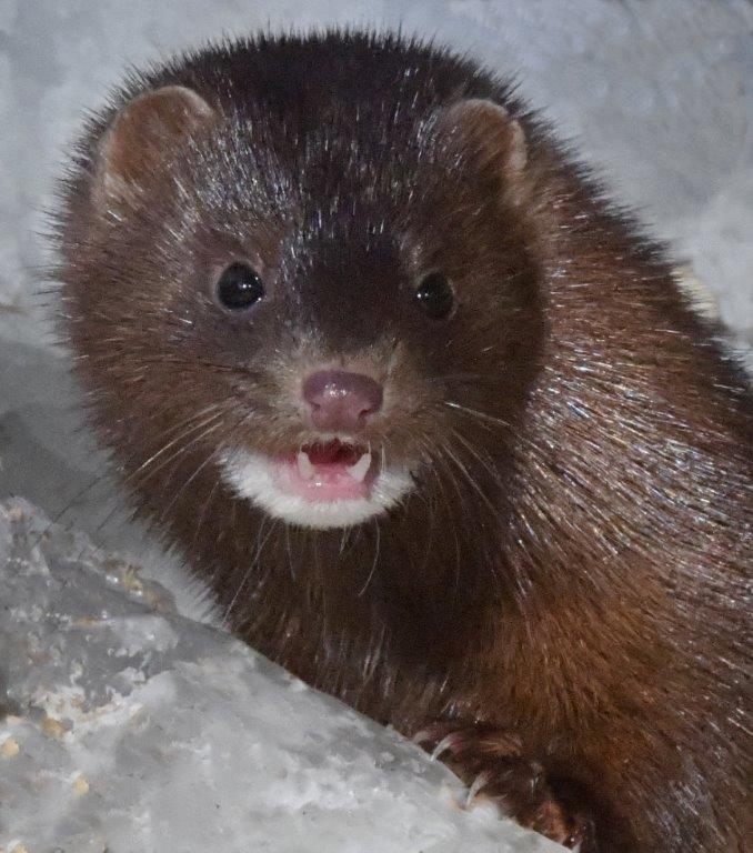 20200312 Mink Spot