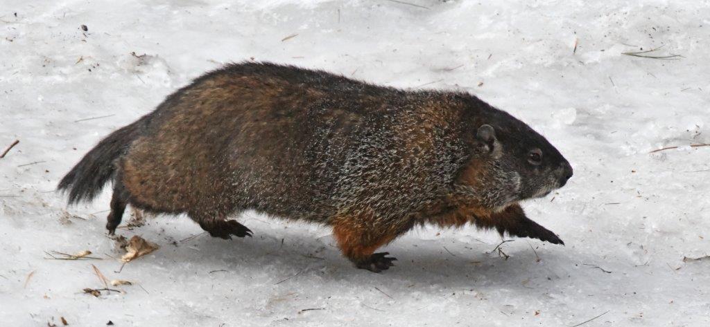 Woodchuck