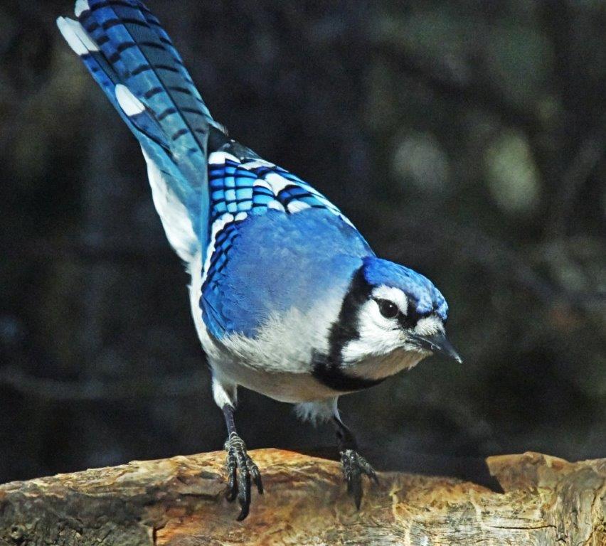 Blue Jay
