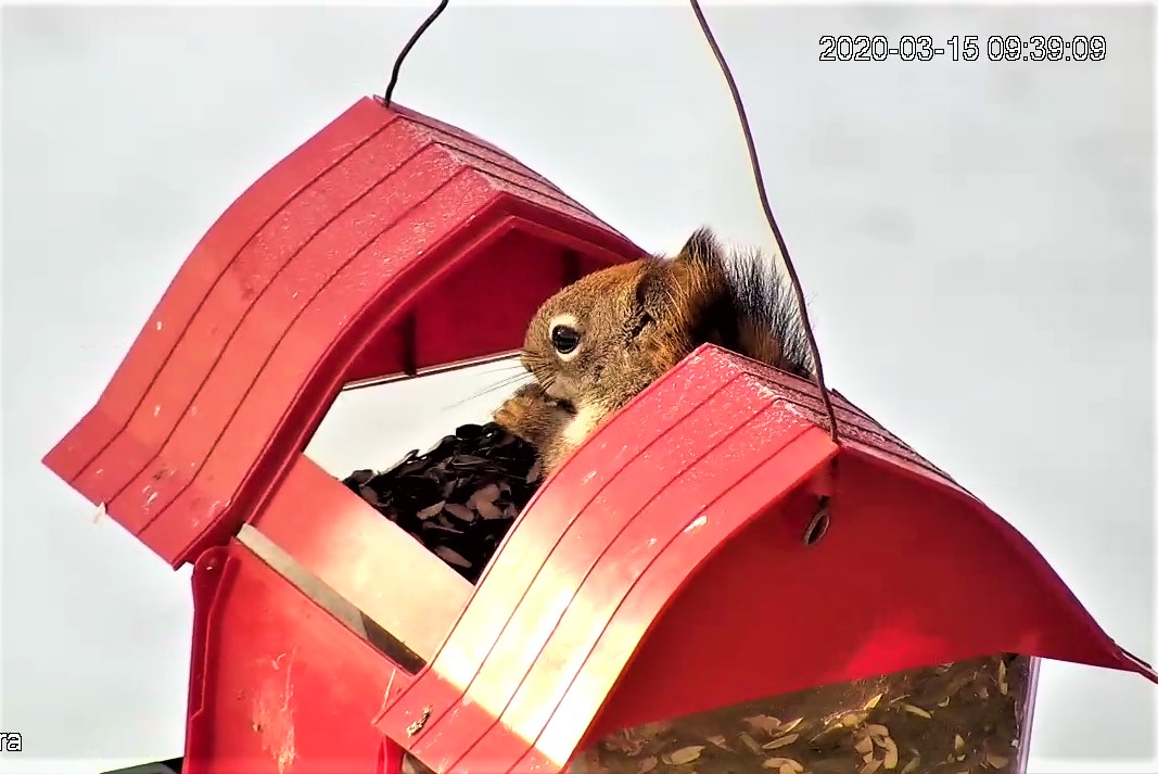 Red Squirrel in feeder