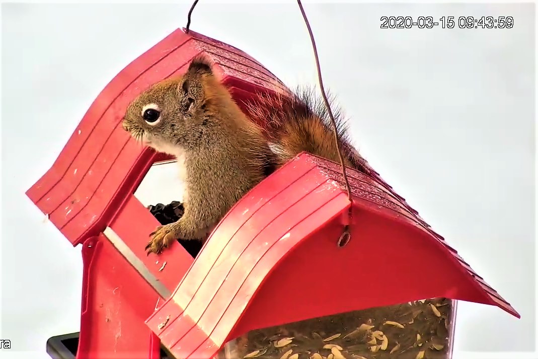 Red Squirrel in feeder
