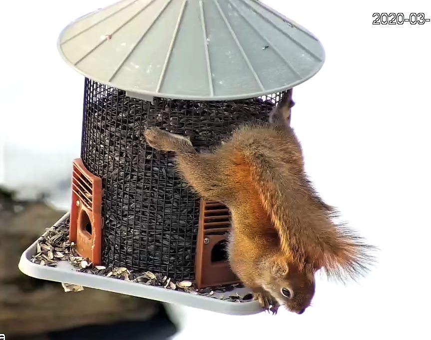 Red squirrel
