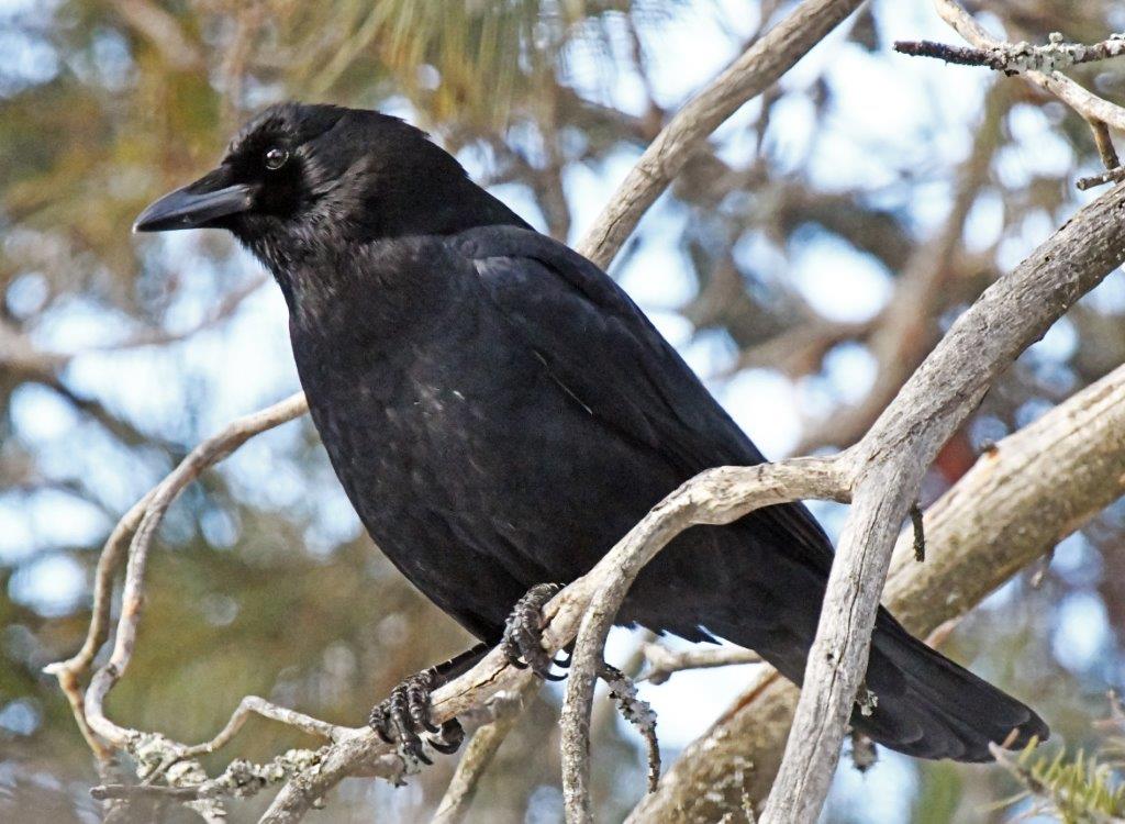 Crow  