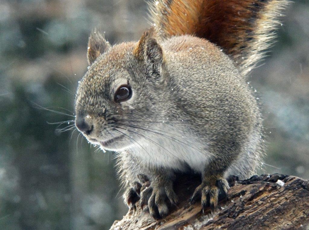 Red squirrel