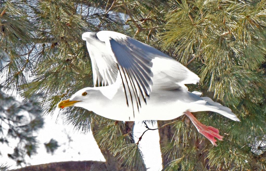 First gull of 2020 02