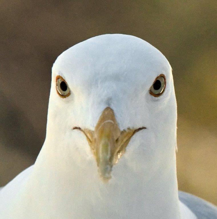 First gull of 2020 03