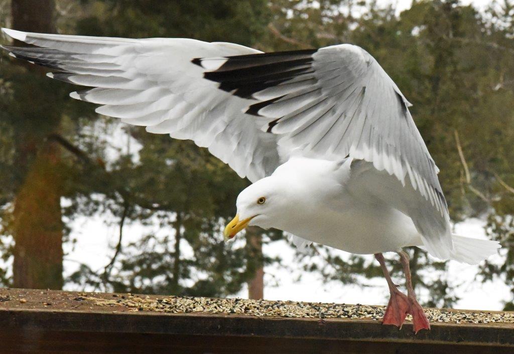 6 o'clock gull