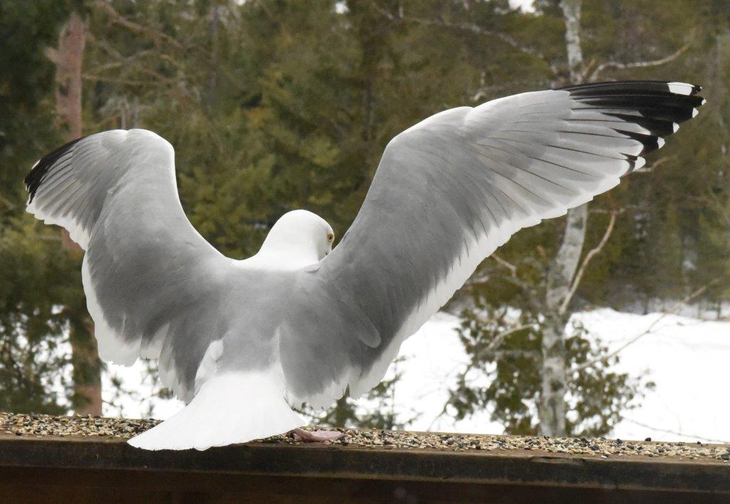 Gull 6 o'clock