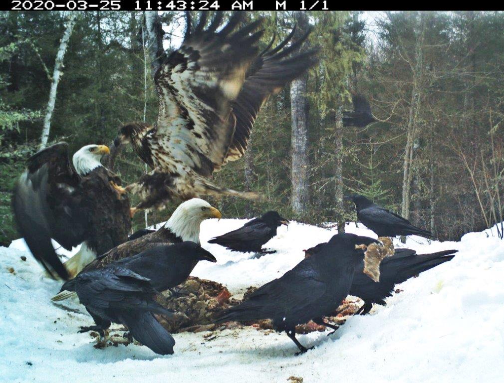 Bald eagles and ravens