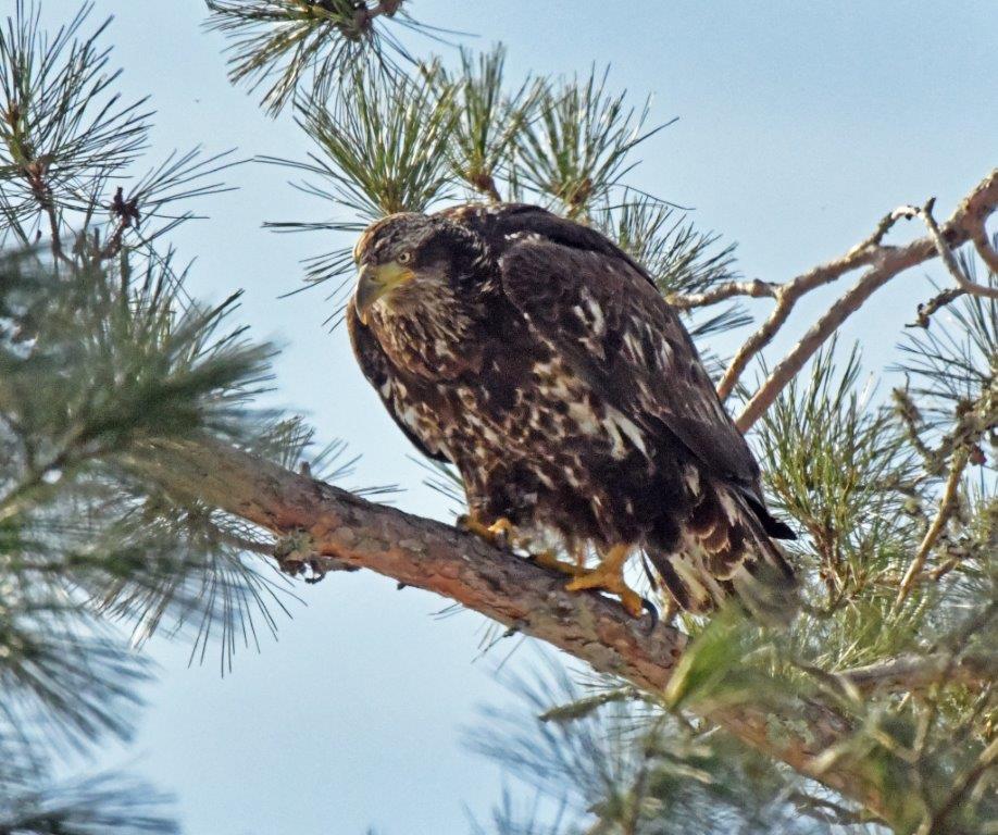 Bald eagle juvenile