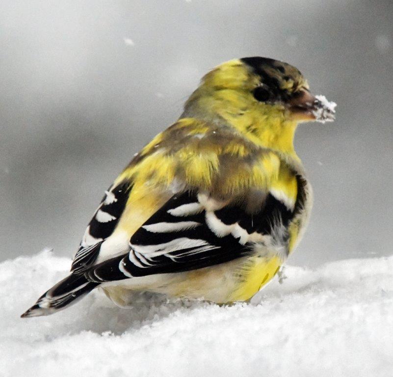 Goldfinch   