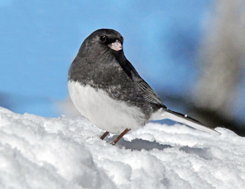 Dark-eyed junco