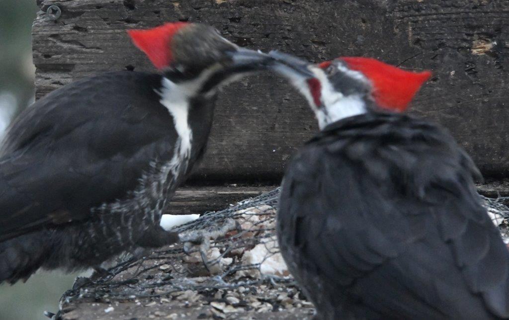 Pileated male feeding female