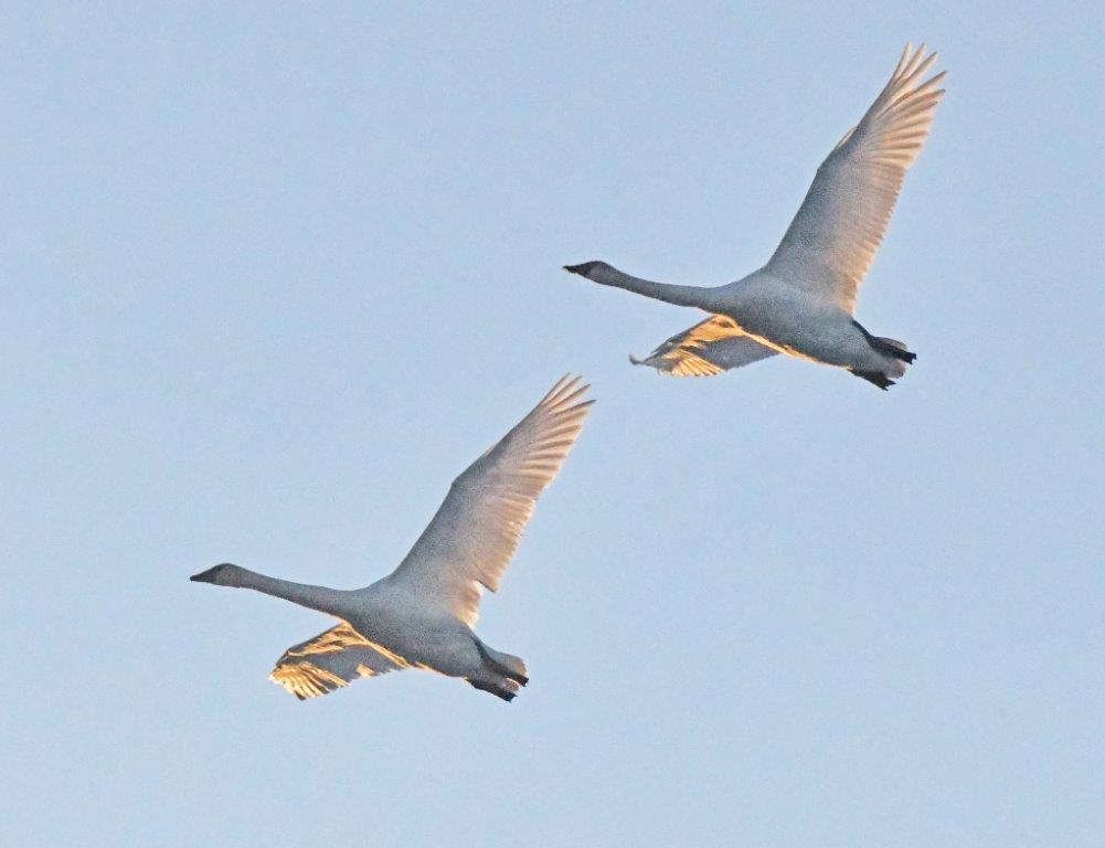 Trumpeter Swans