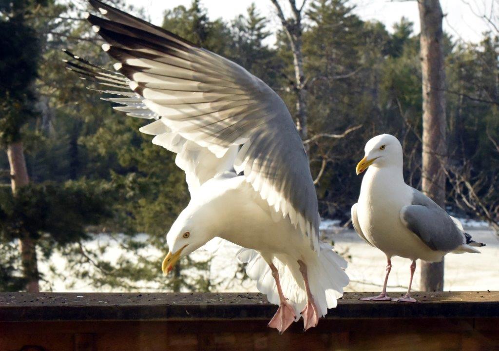 20200408 Gull 6 O'clock mate