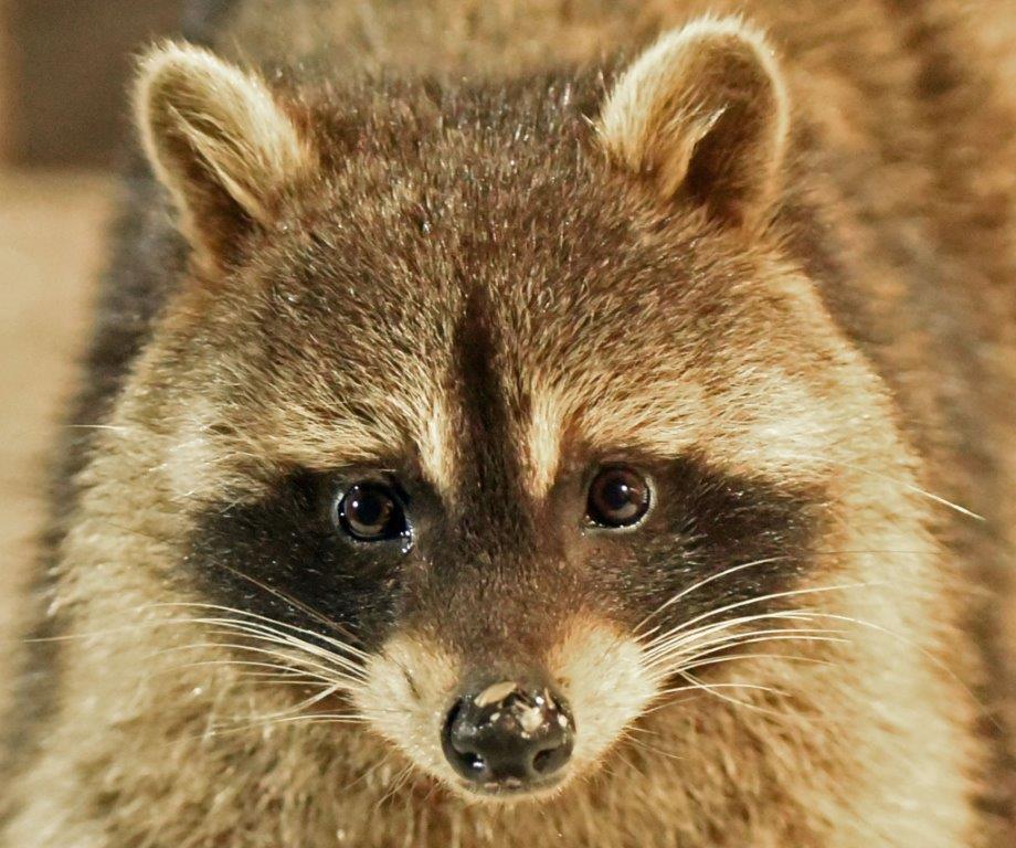 20200408 Raccoon