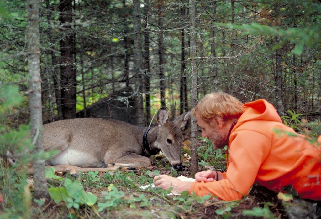 Deer resting with Lynn 1979