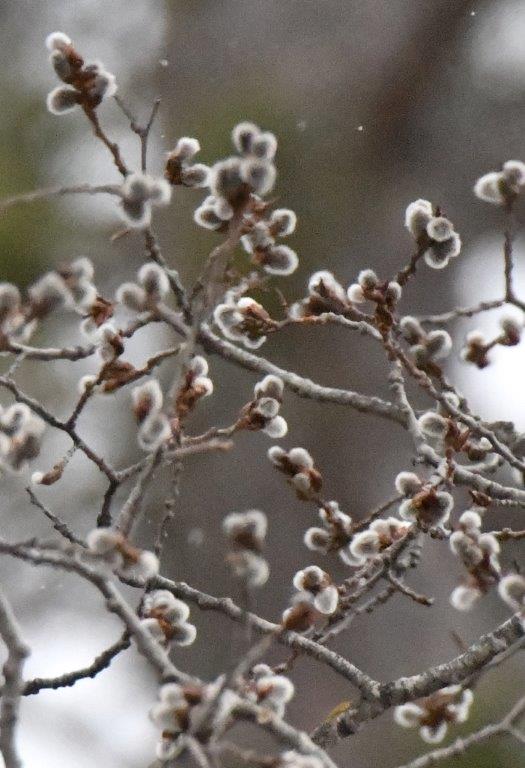 Quaking aspen catkins