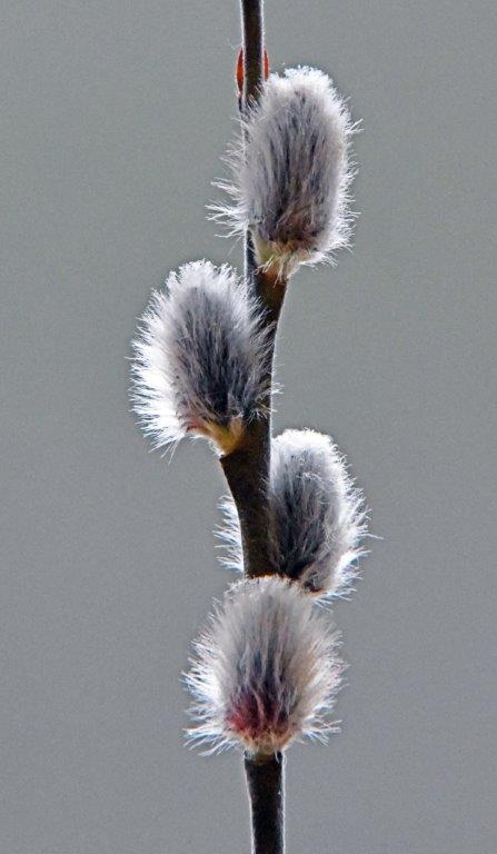 Willow catkins