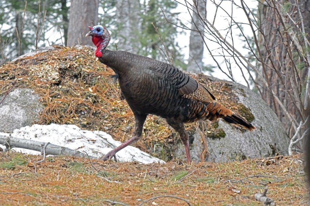 Turkey