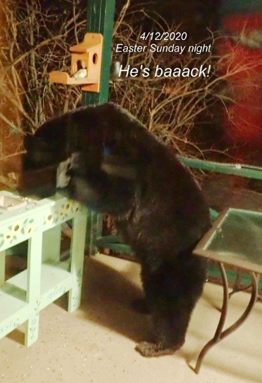 Black bear at Wolf lake