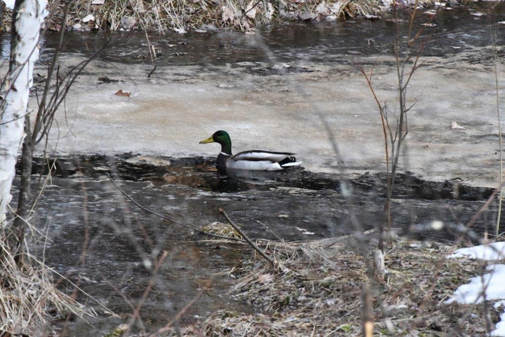 Duck in small opening in ice