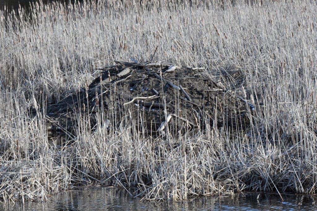 Beaver lodge Woods Lake