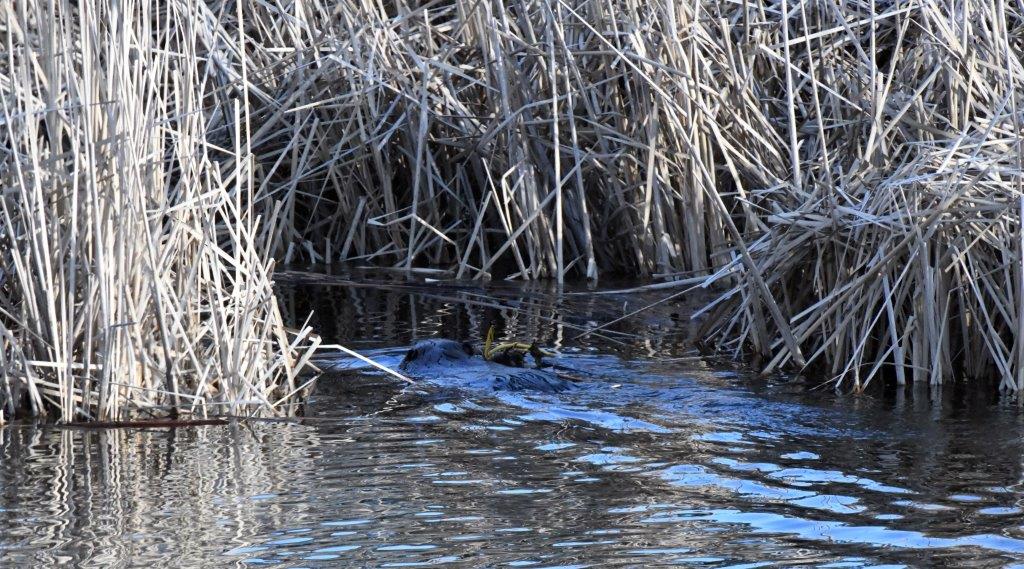 Beaver with underwater plant