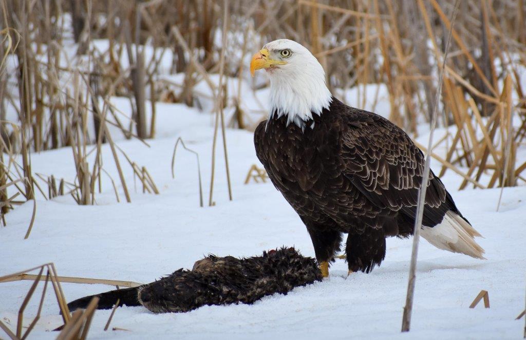 Eagle with Otter, photo by Ellie Hintze