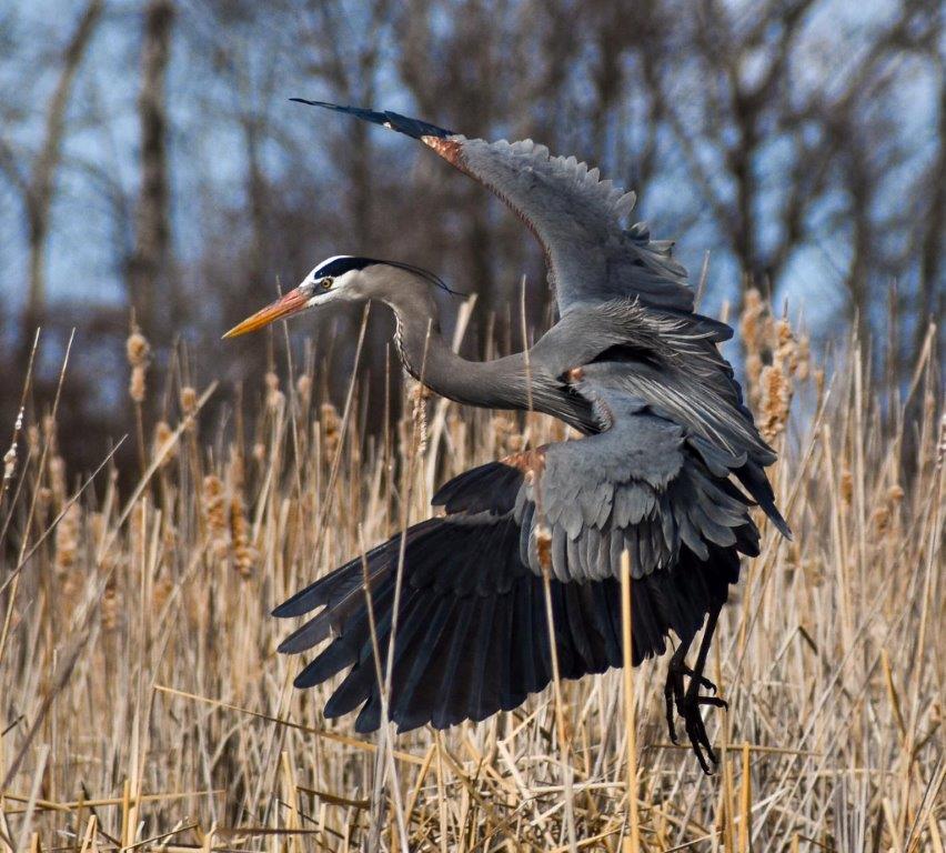 Great Blue Heron, photo by Ellie Hintze
