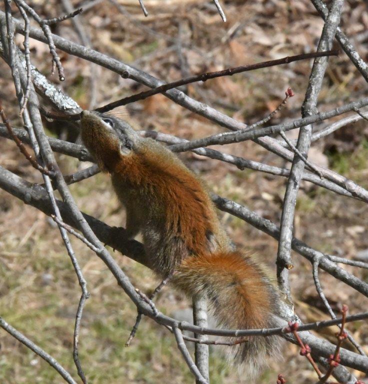 Red squirrel licking sap