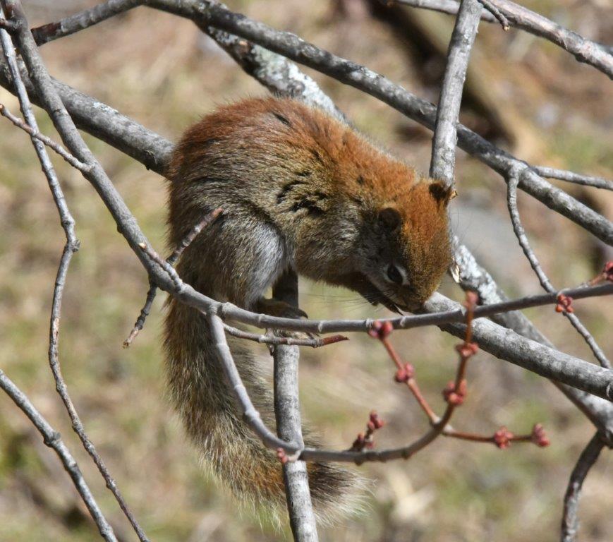 Red squirrel resting