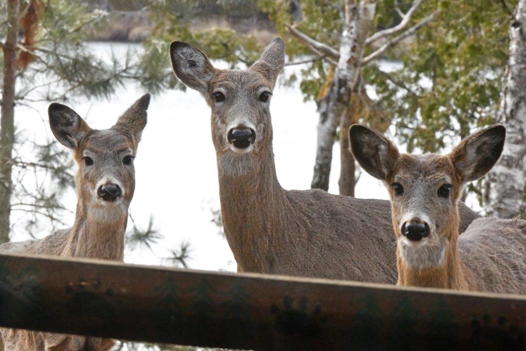 Doe and fawns looking in window