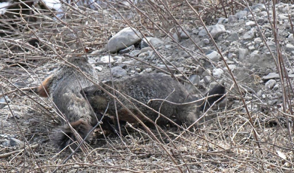 Woodchuck biting former suitor